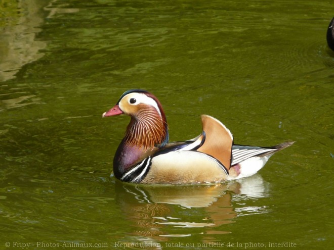 Photo de Canard mandarin