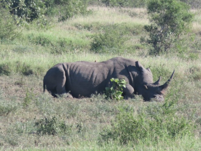 Photo de Rhinocros