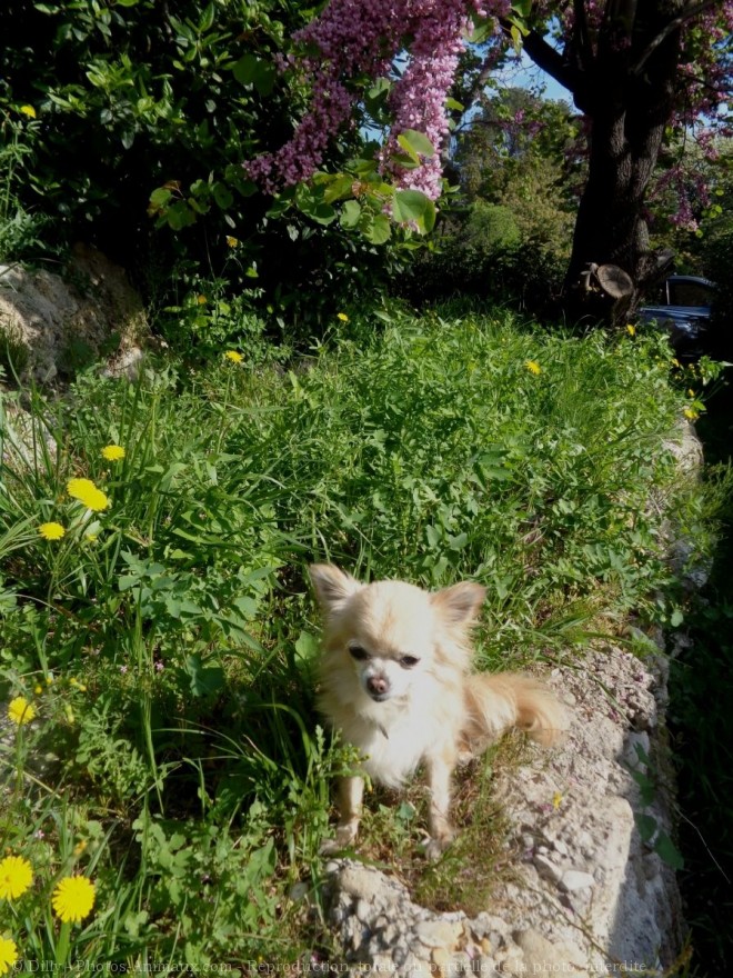 Photo de Chihuahua  poil long