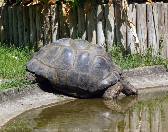 Photo de Tortue