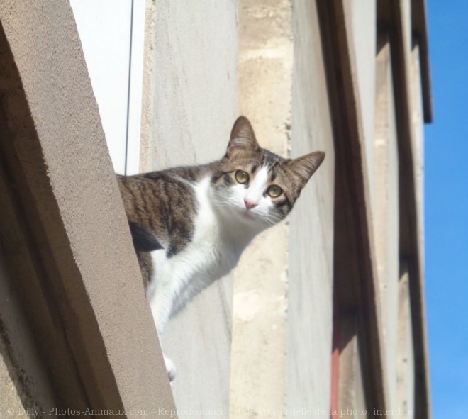 Photo de Chat domestique