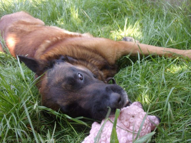 Photo de Berger belge malinois