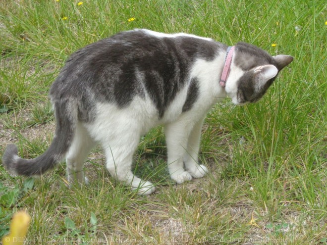 Photo de Chat domestique