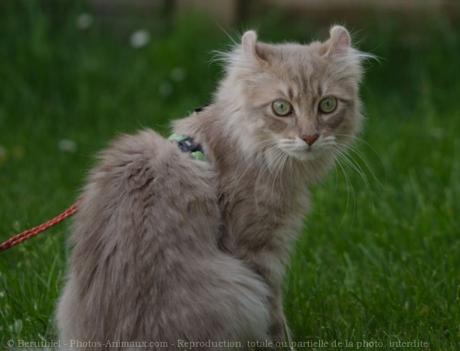 Photo d'American curl poil long