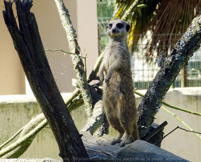 Photo de Suricate