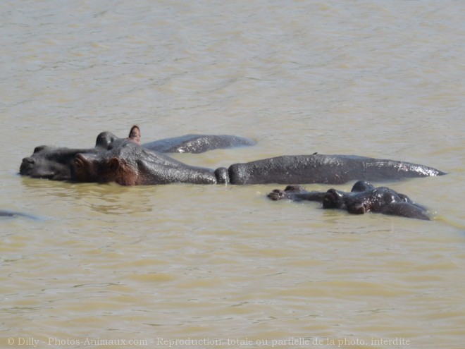 Photo de Hippopotame