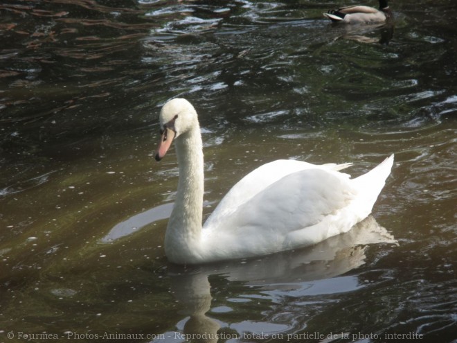 Photo de Canard