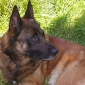 Photo de Berger belge malinois