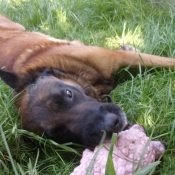 Photo de Berger belge malinois