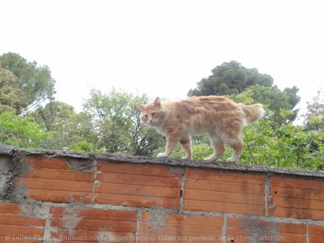 Photo de Chat domestique