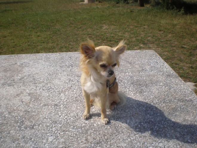 Photo de Chihuahua  poil long