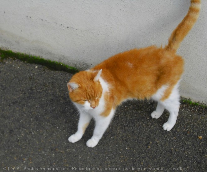 Photo de Chat domestique