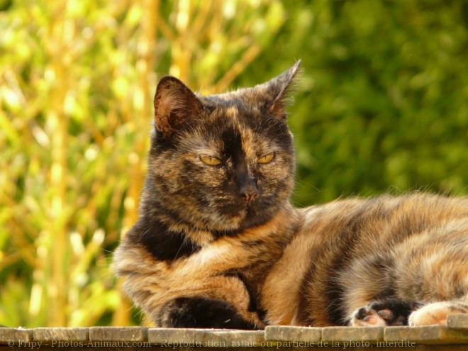 Photo de Chat domestique