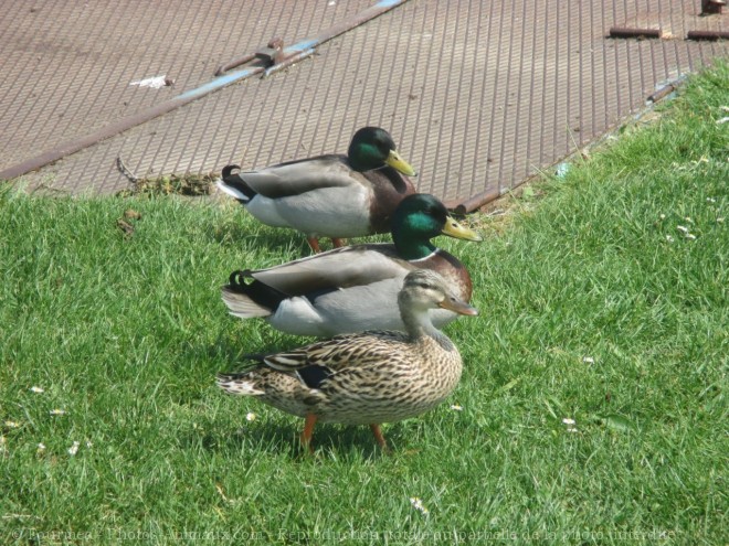 Photo de Canard