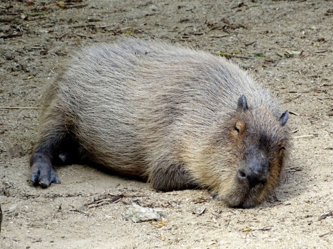 Photo de Cabiai ou capybara