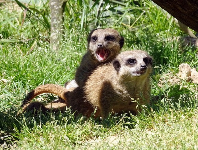 Photo de Suricate