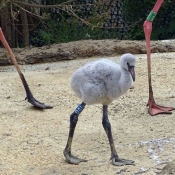 Photo de Flamand rose