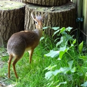 Photo d'Antilope