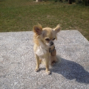 Photo de Chihuahua  poil long