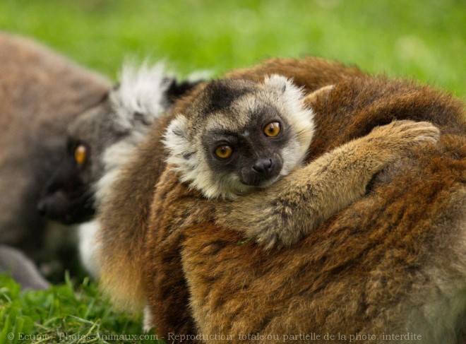 Photo de Lmurien - lmur macaco