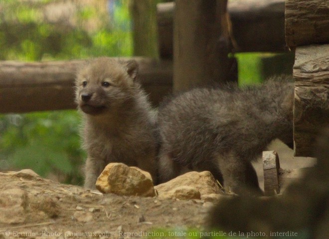 Photo de Loup