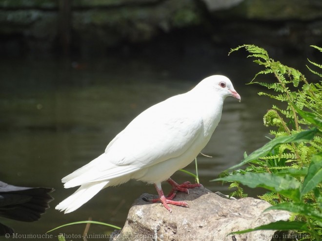 Photo de Pigeon