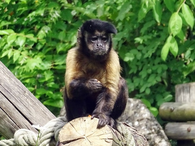 Photo de Singe - capucin