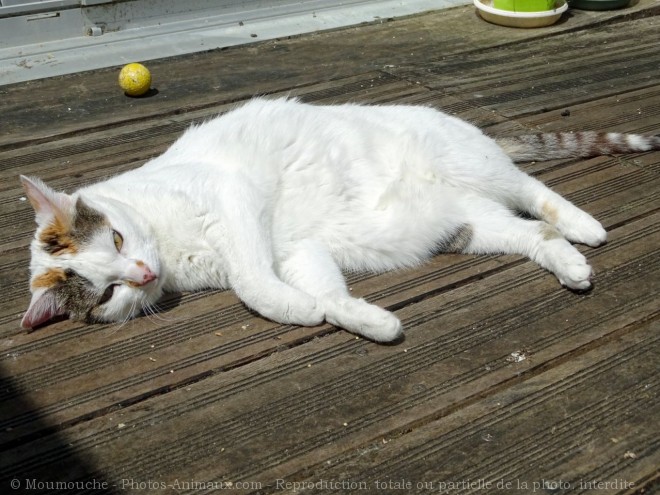 Photo de Chat domestique