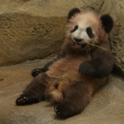 Photo de Panda