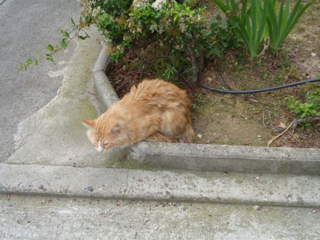 Photo de Chat domestique