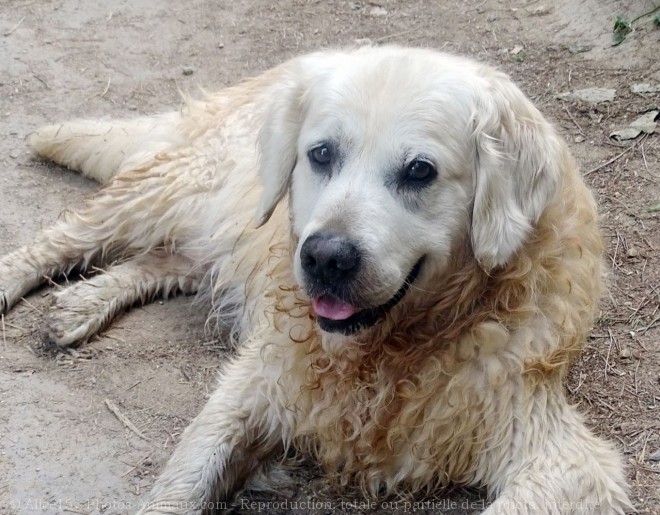 Photo de Golden retriever