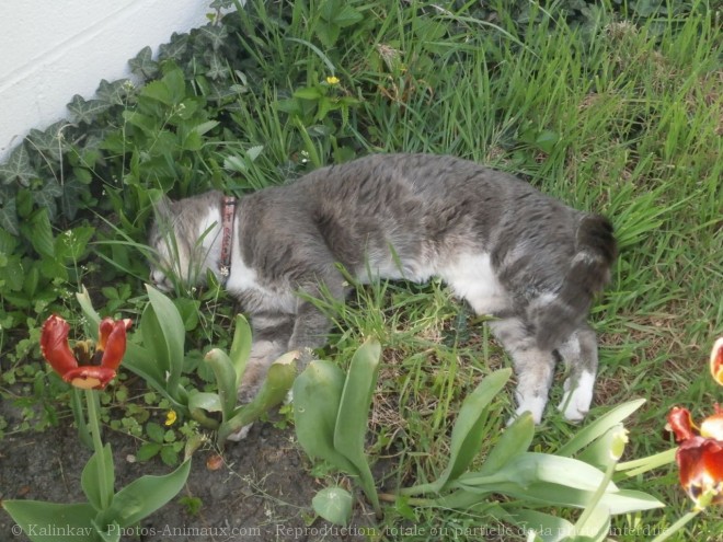 Photo de Chat domestique