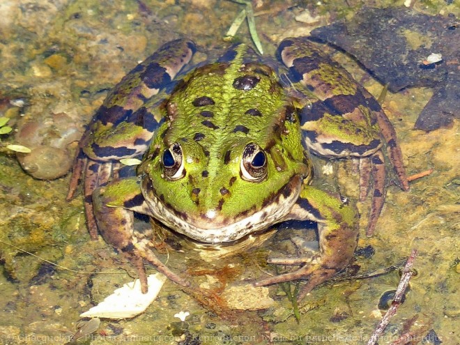 Photo de Grenouille verte commune