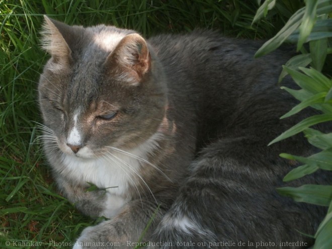 Photo de Chat domestique