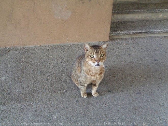 Photo de Chat domestique