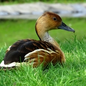 Photo de Canard