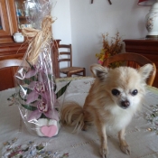 Photo de Chihuahua  poil long