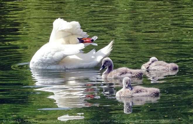 Photo de Cygne