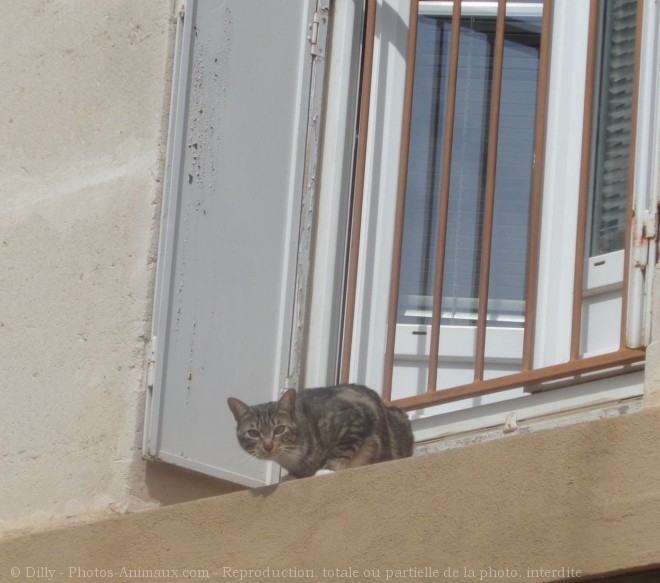 Photo de Chat domestique