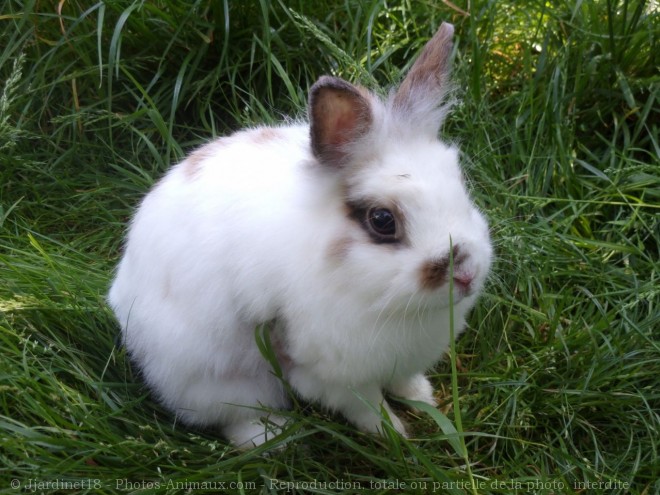 Photo de Lapin