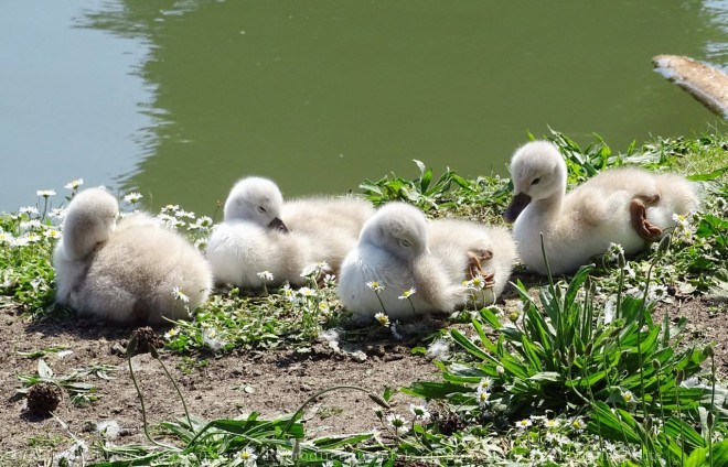 Photo de Cygne