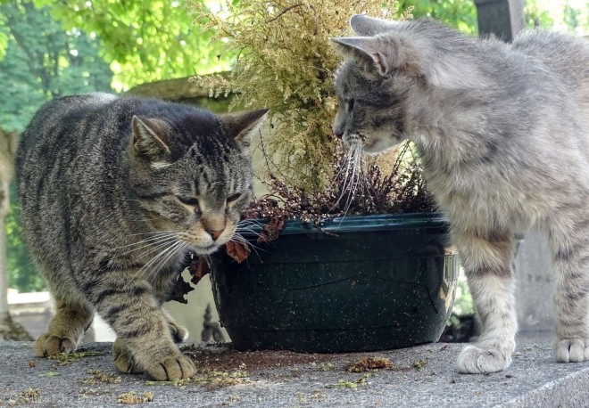 Photo de Chat domestique