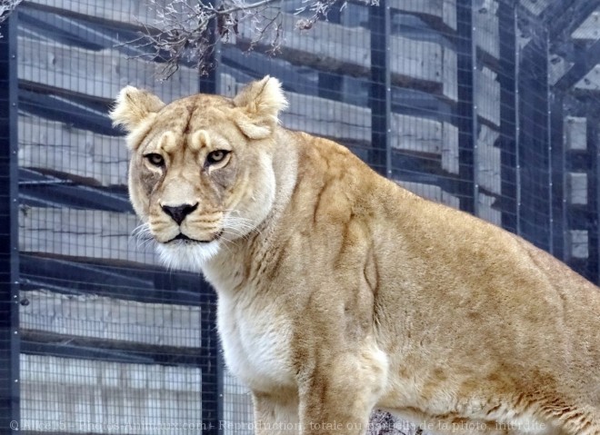 Photo de Lion