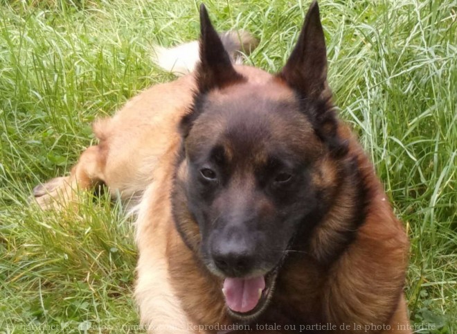 Photo de Berger belge malinois