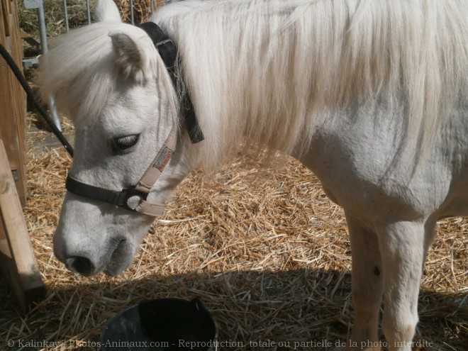 Photo de Poney (toutes races)