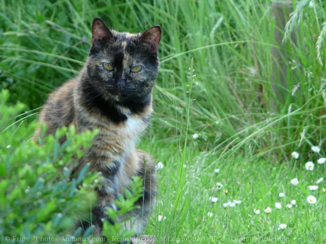 Photo de Chat domestique