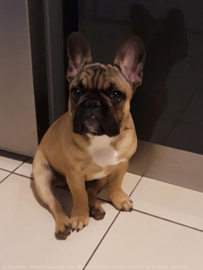 Photo de Bouledogue franais