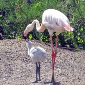 Photo de Flamand rose