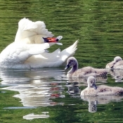 Photo de Cygne