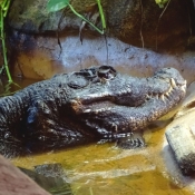 Photo de Crocodile